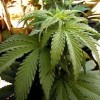 Cassazione choc, non è reato coltivare marjuana in casa