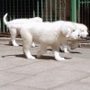 Tre cuccioli di cane nascosti nei bagagli. Due romeni denunciati per maltrattamento