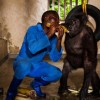 ABRUZZO: IL PARCO DELLA MAJELLA «ADOTTA» 9 GORILLA DEL CONGO