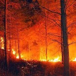 Incendio Fucino: domato dopo una notte di lavoro, 20 ettari divorati dal fuoco