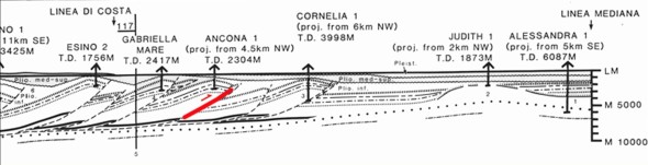 Schema interpretativo di una delle linee sismiche attraverso la costa all’altezza del M. Conero. La faglia indicata in rosso è una delle possibili sorgenti sismiche attive nella regione