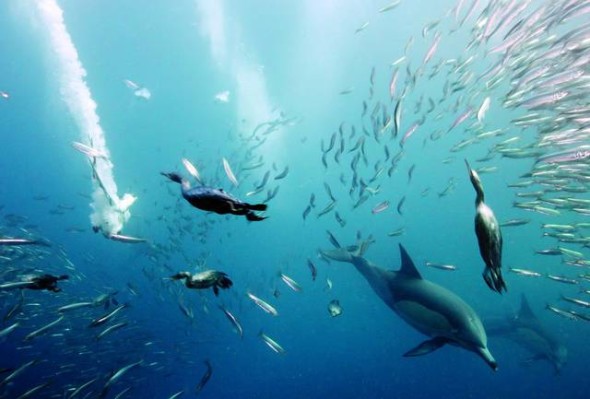 La migrazione annuale delle sardine in Sud Africa, conosciuta come la Sardine Run, è la più grande migrazione di pesci di tutto in mondo. Milioni di pesci si dirigono verso nord lungo la costa.