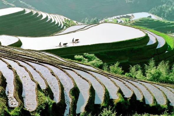 Terrazze di riso in Cina. Queste strutture artificiali consentono alle comunità di raccogliere il riso nelle zone di montagna.