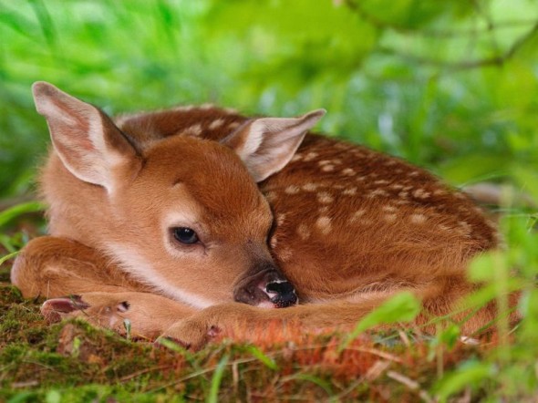 6aprile Itnon Toccateci Come Comportarsi Con Cuccioli Di Animali Selvatici 6aprile It