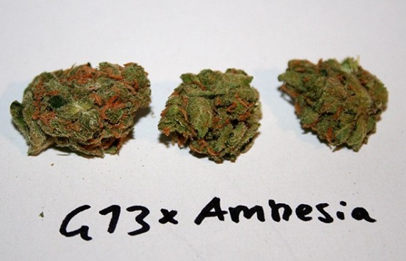 marijuana_amnesia