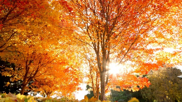 settembre_autunno_bosco