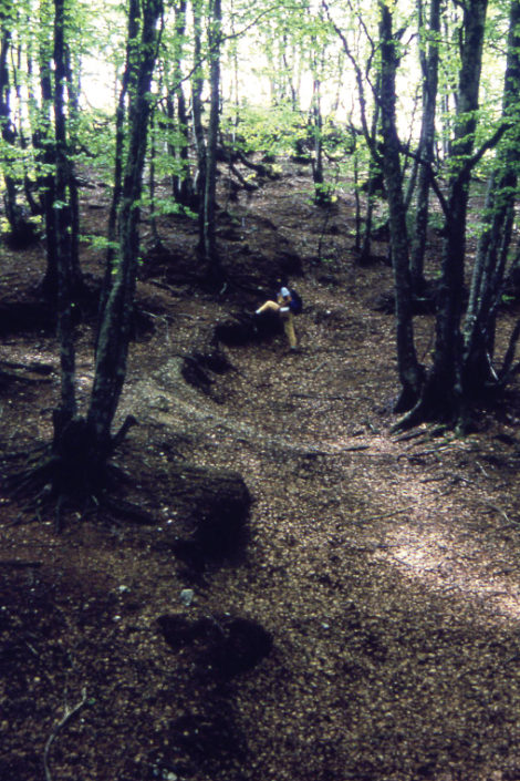 Scarpata di faglia prodotta dal terremoto del 1980 sul Monte Carpineta nei pressi di Colliano, in provincia di Salerno.